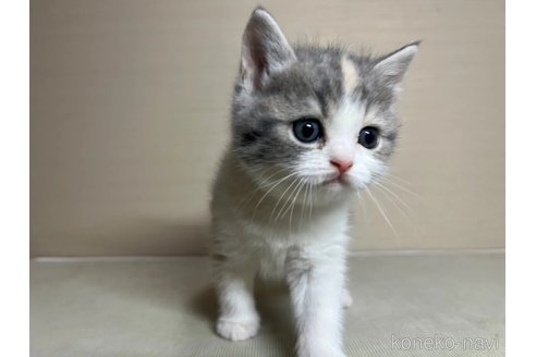 成約済の茨城県のスコティッシュフォールド-72038の2枚目